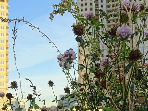 БФА Огни Залива, 4 очередь, клевер