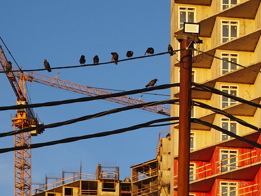 БФА Огни Залива, уч. 270, птицы