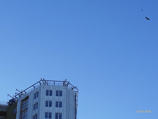 БФА Огни Залива, 4 очередь, фрагмент фасада, орлан белохвост и ворона