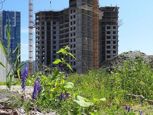 БФА Огни Залива