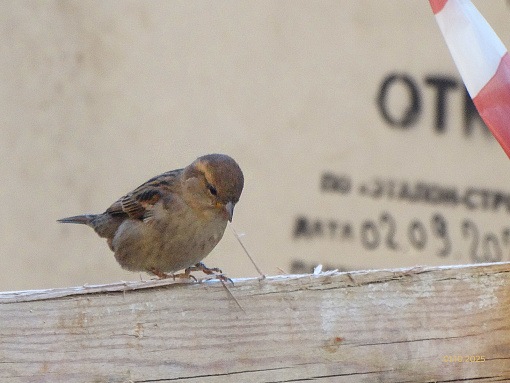 БФА Огни Залива, 4 очередь, житель строительной площадки