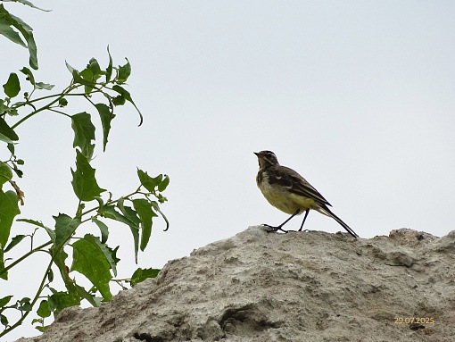 БФА Огни Залива, птица на стройке