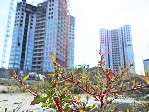 БФА Огни Залива, стройплощадка, растения